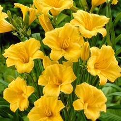 Hemerocallis Stella d’Oro - Taglilie Topfpflanze (Sechserpack)