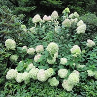 Hortensie Limelight - Hydrangea paniculata kaufen? Schnelle Lieferung und  gnstige Preise bei Blumenzwiebelnversand.de