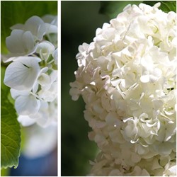Hortensie Weiß - Hydrangea