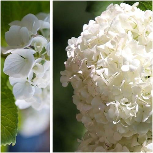 Hortensie Weiß - Hydrangea