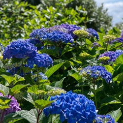 Hortensie Bodensee- Hydrangea macrophylla
