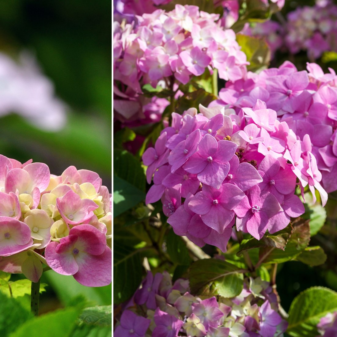 Hortensia hydrangea discount