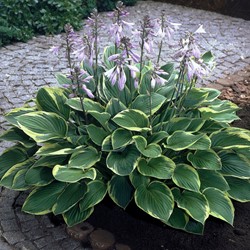 Hosta Aureomarginata - Herzblatt-Lilie