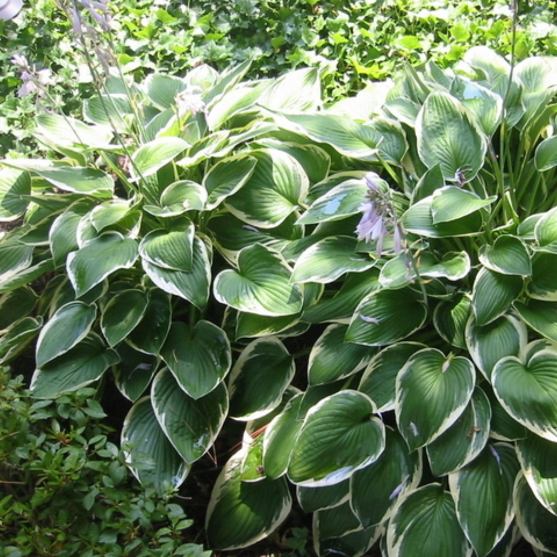 Hosta Francee - Herzblatt-Lilie (Topfpflanze) kaufen? Schnelle Lieferung  und gnstige Preise bei Blumenzwiebelnversand.de