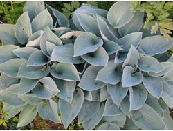 Hosta Halcyon - Herzblatt-Lilie (Topfpflanze)