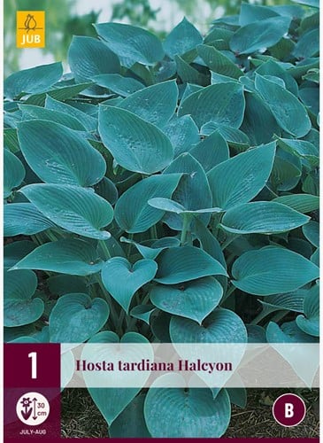Herzblattlilie Halcyon - Hosta tardiana