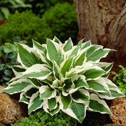 Hosta Patriot