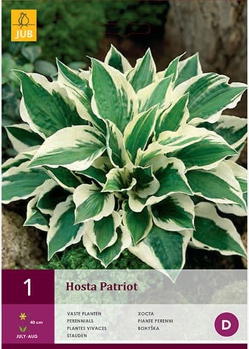 Hosta Patriot