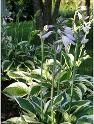 Weiße Hosta Patriot - Herzblatt-Lilie (Topfpflanze)