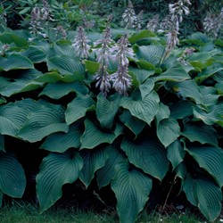 Hosta Sieboldii Blaue/ Sieboldiana - Herzblattlilie