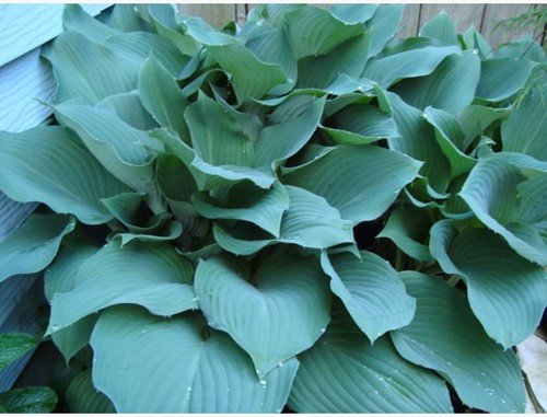 Hosta Sieboldii Blaue/ Sieboldiana - Herzblattlilie