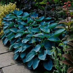 Herzblattlilie Halcyon - Hosta tardiana