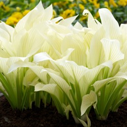 Hosta White Feather