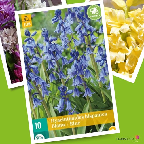 Hyacinthoides Hispanica Blau – Spanische Glöckenblumen
