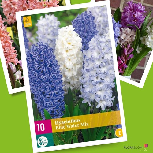 Hyazinthen Blue Water Mix - Hyacinthus