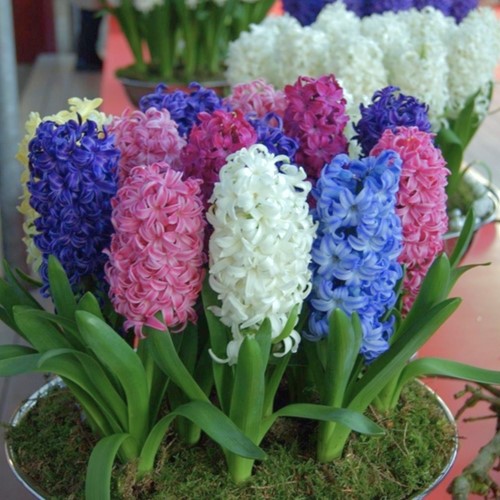 Hyazinthen Phantasie Mischung - Hyacinthus