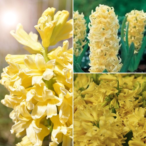 Hyazinthe City of Haarlem - Hyacinthus