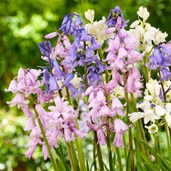 Spanische Hasenglöckchen Mischung - Scilla campanulata Mixed
