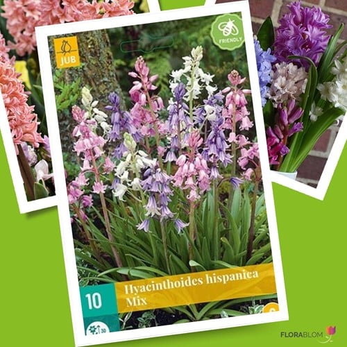 Hyacinthoides Hispanica Mix – Spanische Glöckenblumen