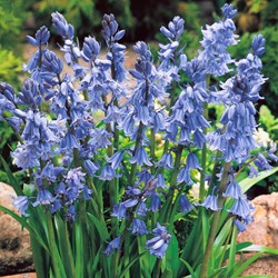 Hyacinthoides Hispanica Blau – Spanische Glöckenblumen