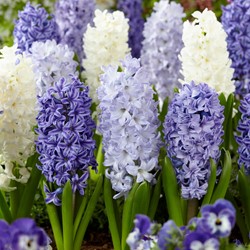 Hyazinthen Blue Water Mix - Hyacinthus