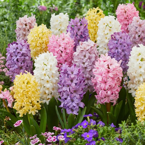 Hyazinten Pastel Mischung - Hyacinthus
