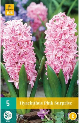 Hyazinthe Pink Surprise - Hyacinthus