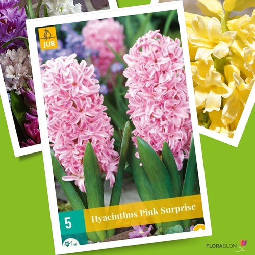 Hyazinthe Pink Surprise - Hyacinthus-2