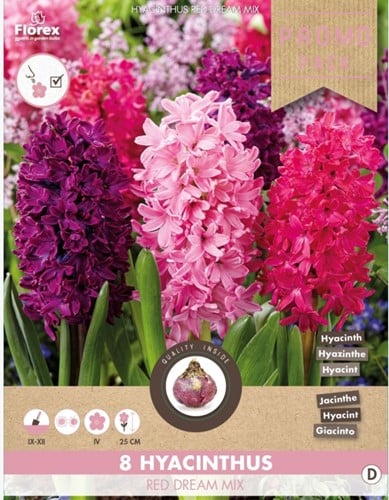 Hyazinthe Red Dream Mix - Hyacinthus