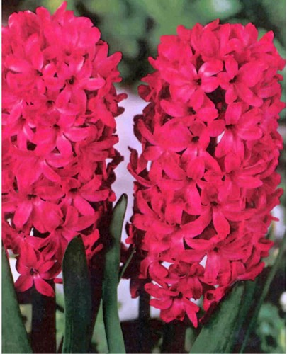 Hyazinthe Jan Bos - Hyacinthus