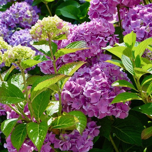 Hortensia Rosa - Hydrangea