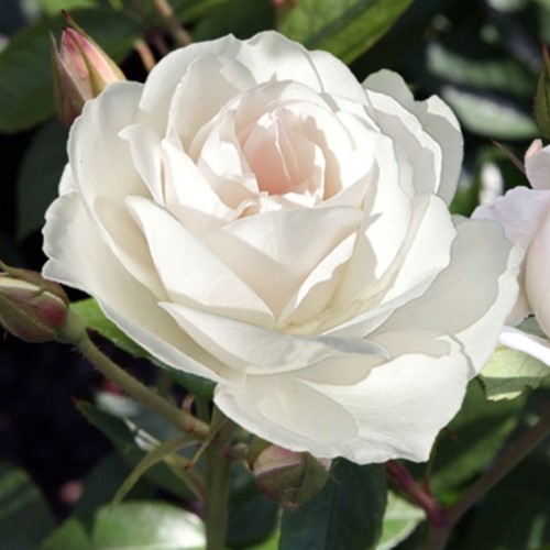 Rosen Iceberg - Rosa floribunda