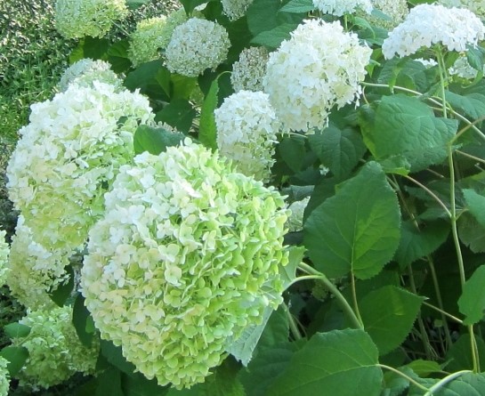 Hortensia hydrangea discount