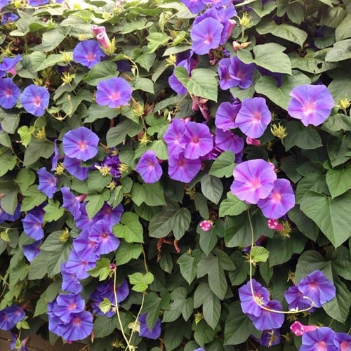 Ipomoea Grandiflora - Purpur-Prunkwinde