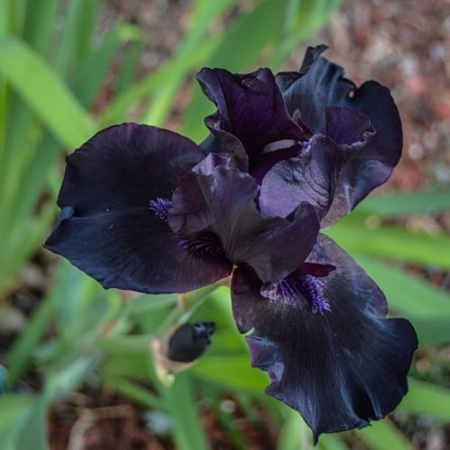 Deutsche Schwertlilie Black Knight - Iris Germanica (Sechserpack)