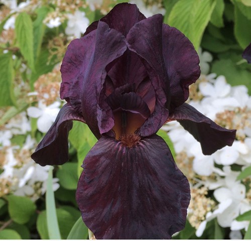 Iris germanica Black Knight – Baardiris, Blauwe lis