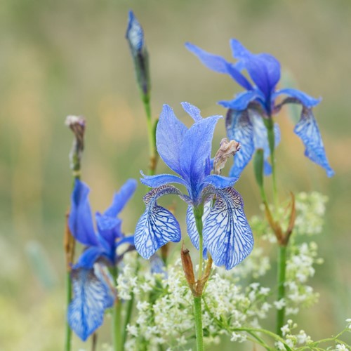 Iris Sibirica Concord Crush - Schwertlilie