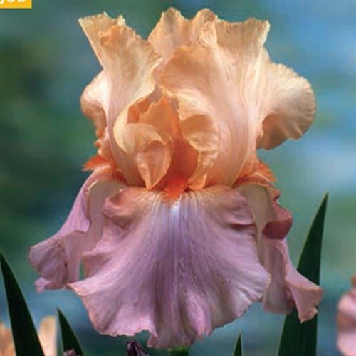Deutsche Schwertlilie Iris germanica Crazy for You
