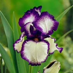 Deutsche Schwertlilie Iris germanica Loop the Loop