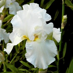 Iris Germanica White Knight - Deutsche Schwertlilie