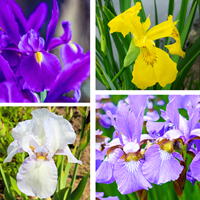 Iris Hollandica Mischung kaufen? Schnelle Lieferung und günstige Preise