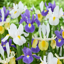 Iris Hollandica Mischung