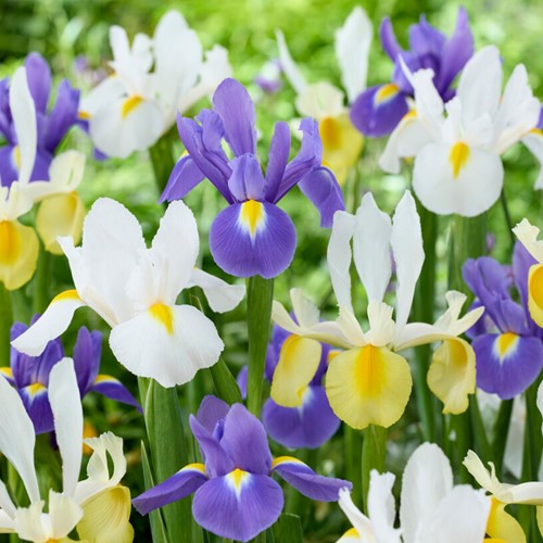 Iris Hollandica Mischung