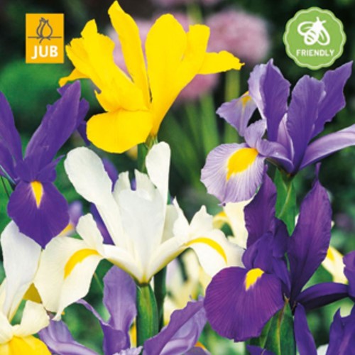 Iris Hollandica Mischung