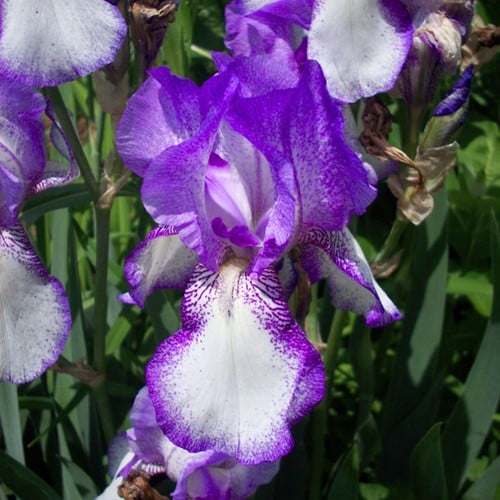 Deutsche Schwertlilie Iris germanica Loop the Loop