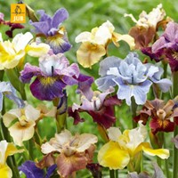 Iris Sibirica Peacock Mix - Schwertlilie