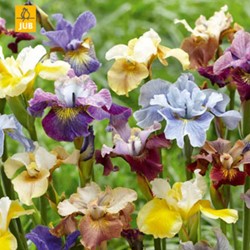 Iris Sibirica Peacock Mix - Schwertlilie