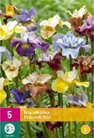 Iris Sibirica Peacock Mix - Schwertlilie-2