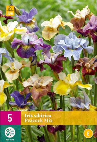 Iris Sibirica Peacock Mix - Schwertlilie-2
