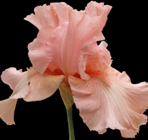 Iris Germanica Pin up Girl - Schwertlilie (Dreierpack)